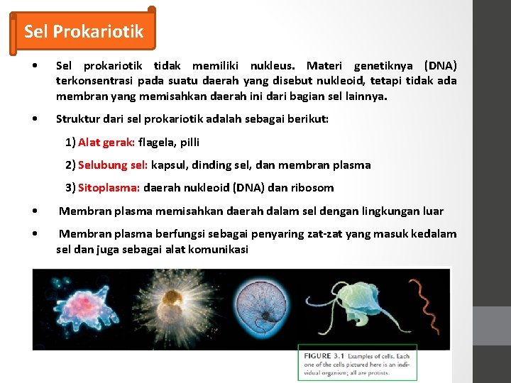 Sel Prokariotik • Sel prokariotik tidak memiliki nukleus. Materi genetiknya (DNA) terkonsentrasi pada suatu