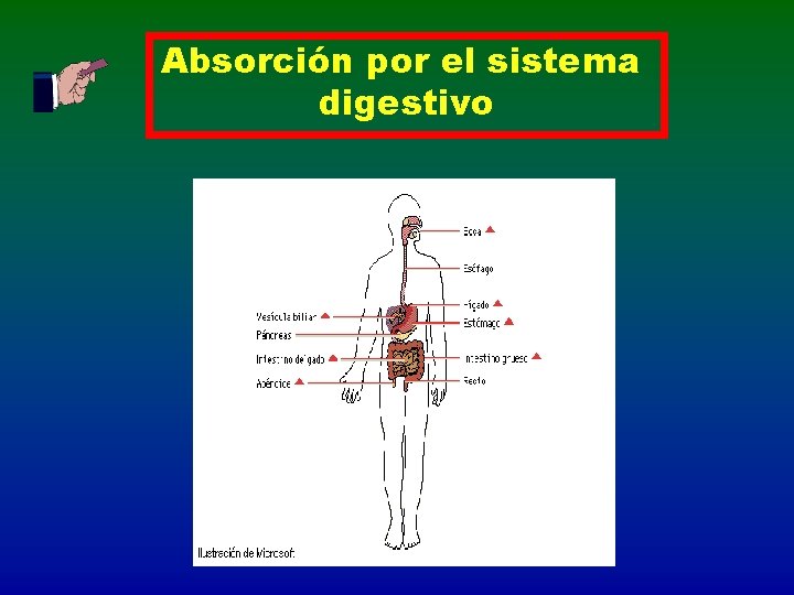 Absorción por el sistema digestivo 