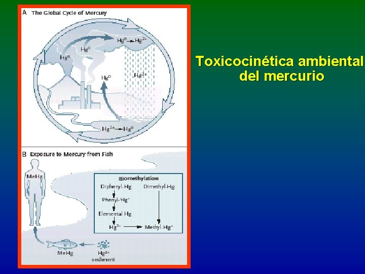 Toxicocinética ambiental del mercurio 