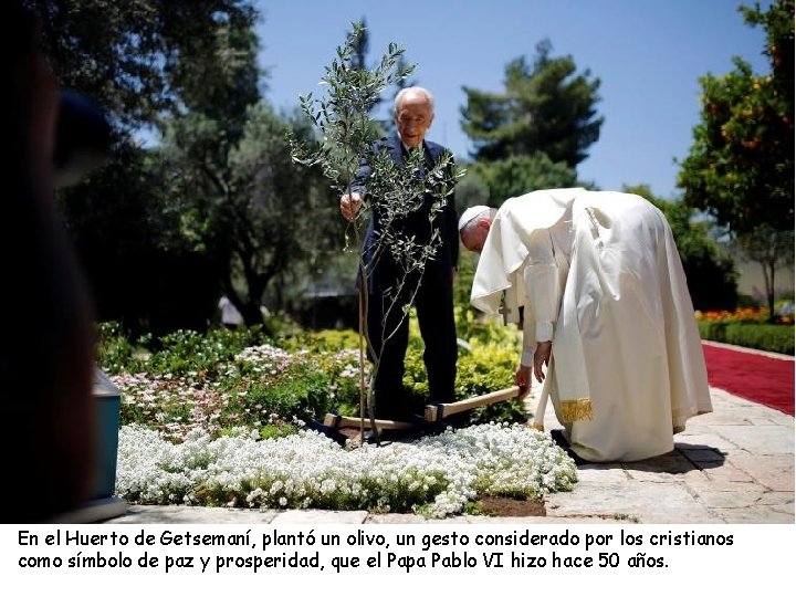 En el Huerto de Getsemaní, plantó un olivo, un gesto considerado por los cristianos