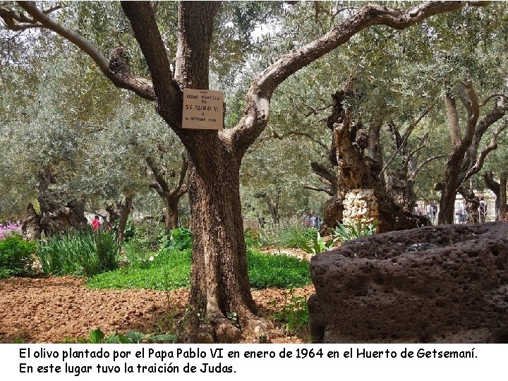 El olivo plantado por el Papa Pablo VI en enero de 1964 en el