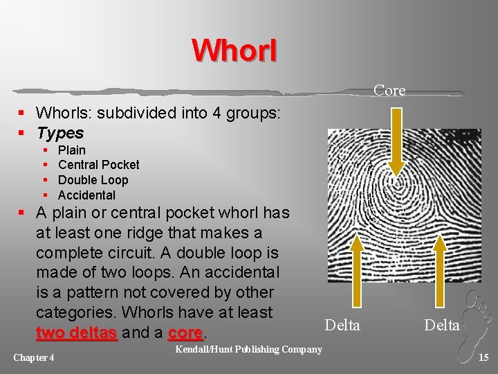 Whorl Core § Whorls: subdivided into 4 groups: § Types § § Plain Central