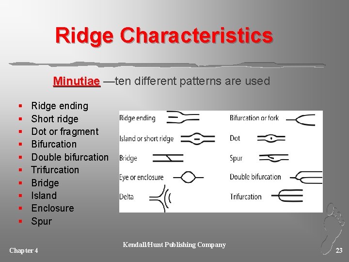 Ridge Characteristics Minutiae —ten different patterns are used § § § § § Ridge