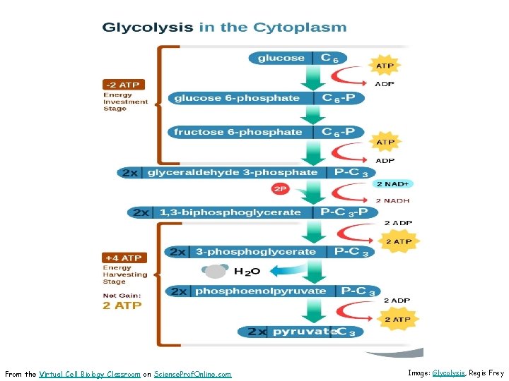 From the Virtual Cell Biology Classroom on Science. Prof. Online. com Image: Glycolysis, Regis