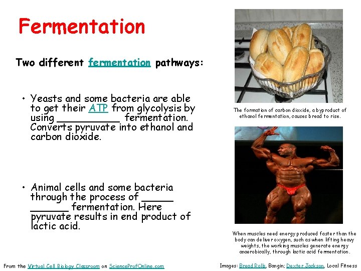 Fermentation Two different fermentation pathways: • Yeasts and some bacteria are able to get