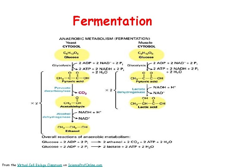 Fermentation From the Virtual Cell Biology Classroom on Science. Prof. Online. com 