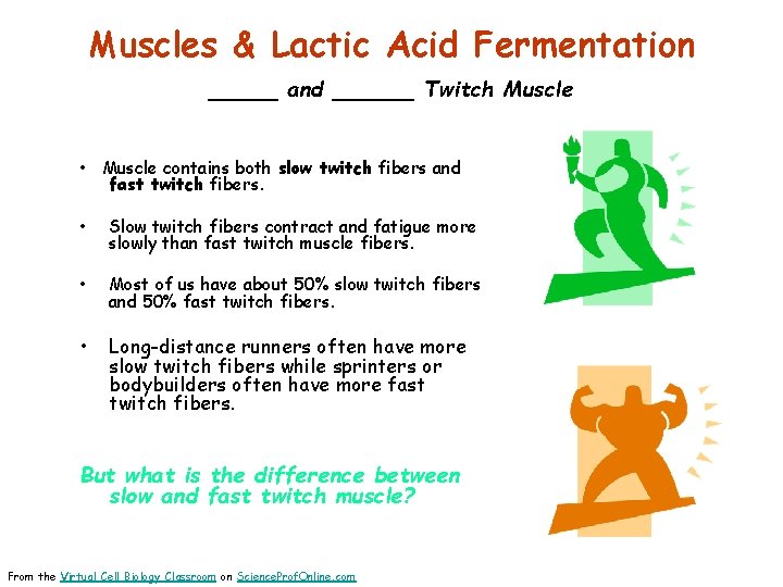 Muscles & Lactic Acid Fermentation _____ and ______ Twitch Muscle • Muscle contains both