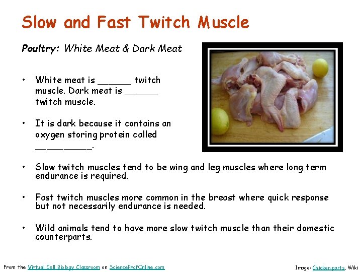 Slow and Fast Twitch Muscle Poultry: White Meat & Dark Meat • White meat