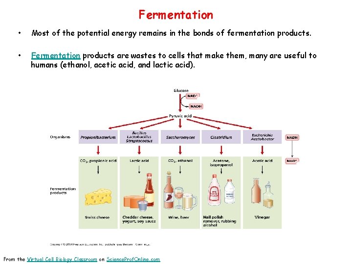 Fermentation • Most of the potential energy remains in the bonds of fermentation products.