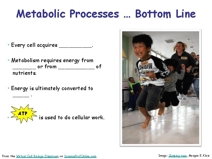 Metabolic Processes … Bottom Line • Every cell acquires _____. • Metabolism requires energy