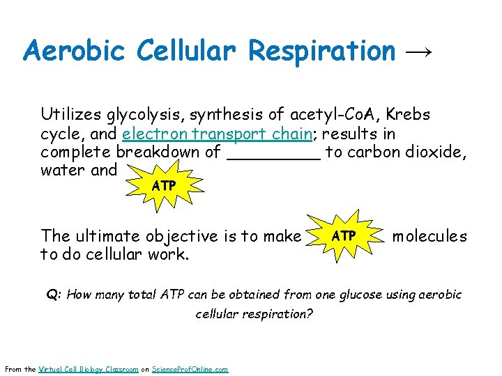 Aerobic Cellular Respiration → Utilizes glycolysis, synthesis of acetyl-Co. A, Krebs cycle, and electron