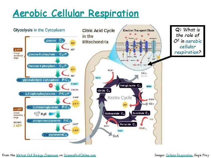 Aerobic Cellular Respiration Q: What is the role of O 2 in aerobic cellular