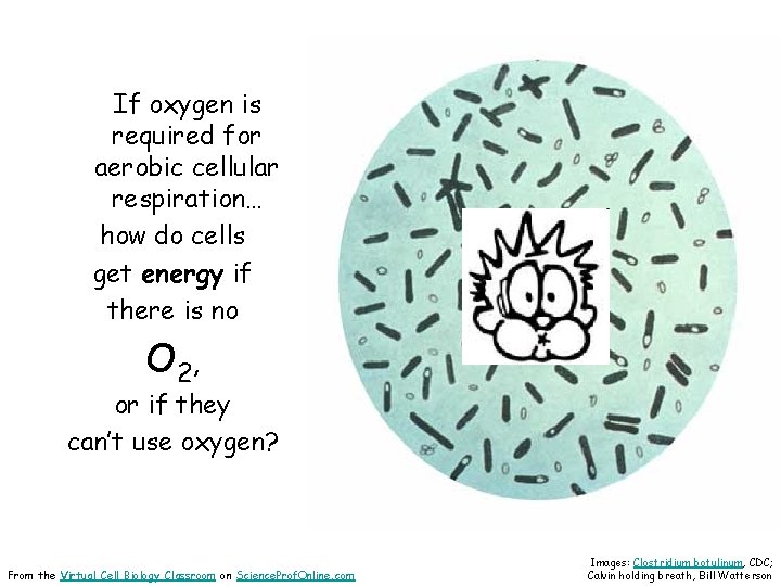 If oxygen is required for aerobic cellular respiration… how do cells get energy if