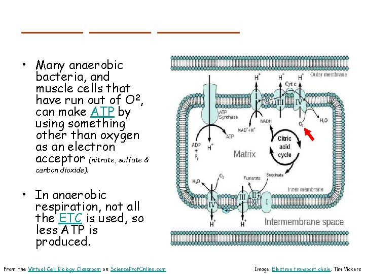 ______ • Many anaerobic bacteria, and muscle cells that have run out of O