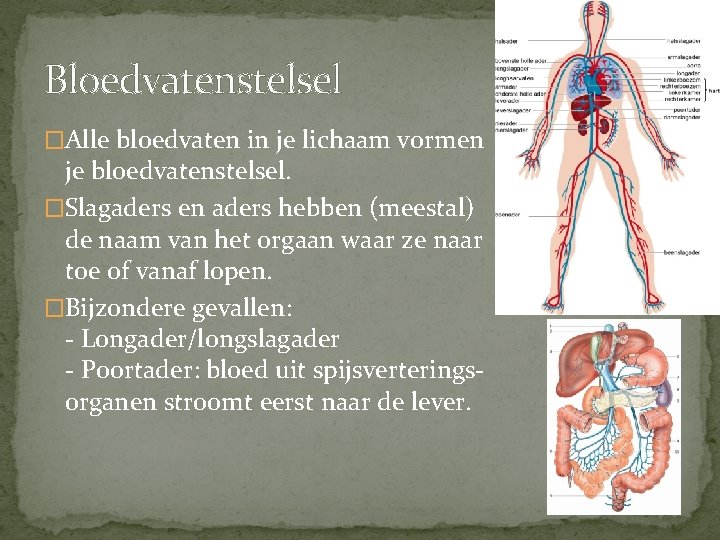 Bloedvatenstelsel �Alle bloedvaten in je lichaam vormen je bloedvatenstelsel. �Slagaders en aders hebben (meestal)