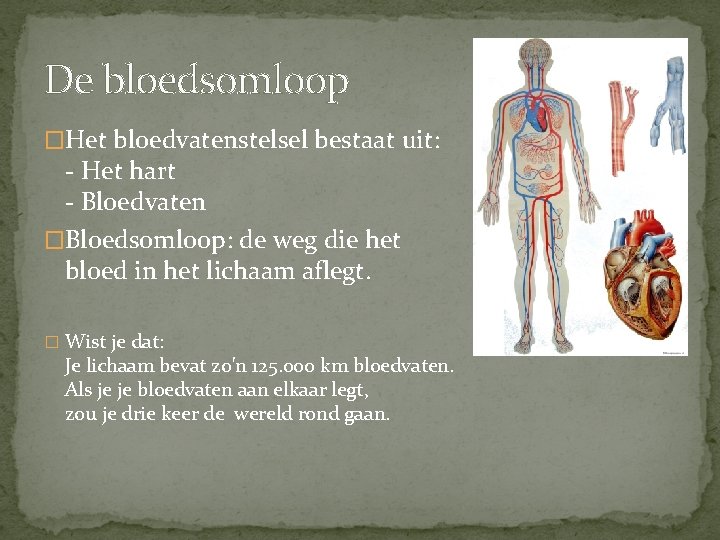 De bloedsomloop �Het bloedvatenstelsel bestaat uit: - Het hart - Bloedvaten �Bloedsomloop: de weg