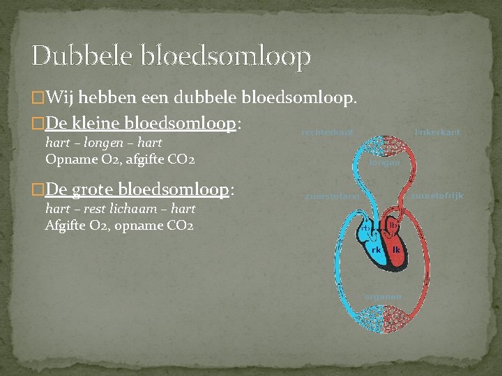 Dubbele bloedsomloop �Wij hebben een dubbele bloedsomloop. �De kleine bloedsomloop: hart – longen –