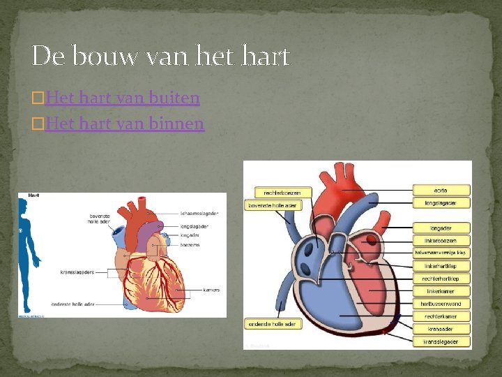 De bouw van het hart �Het hart van buiten �Het hart van binnen 