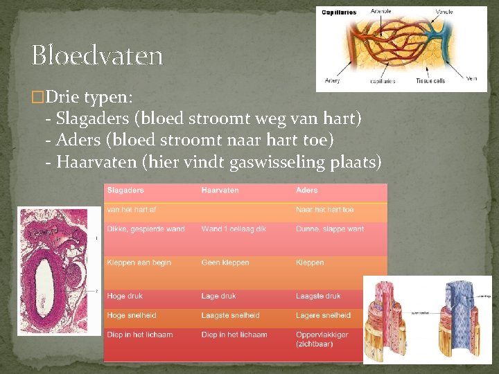 Bloedvaten �Drie typen: - Slagaders (bloed stroomt weg van hart) - Aders (bloed stroomt