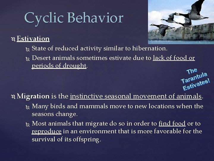 Cyclic Behavior Estivation State of reduced activity similar to hibernation. Desert animals sometimes estivate