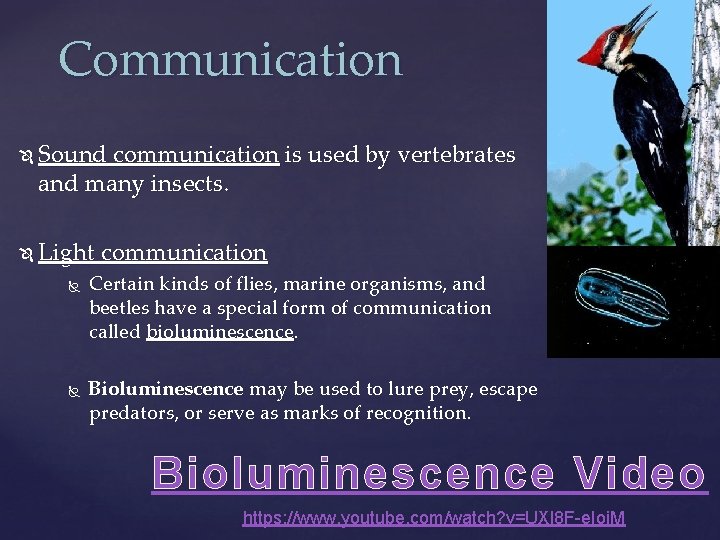 Communication Sound communication is used by vertebrates and many insects. Light communication Certain kinds