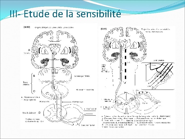III- Etude de la sensibilité 