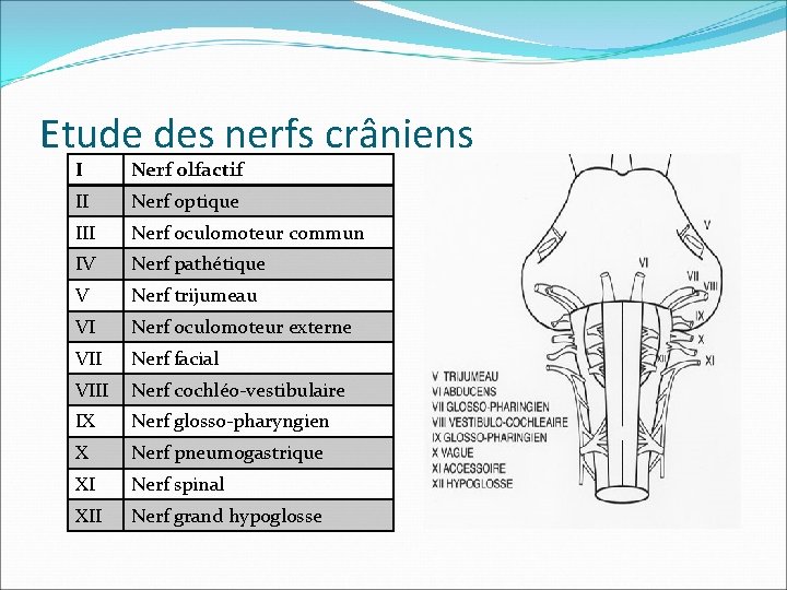 Etude des nerfs crâniens I Nerf olfactif II Nerf optique III Nerf oculomoteur commun