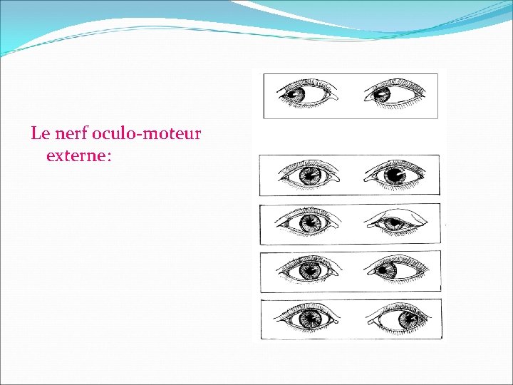 Le nerf oculo-moteur externe: 