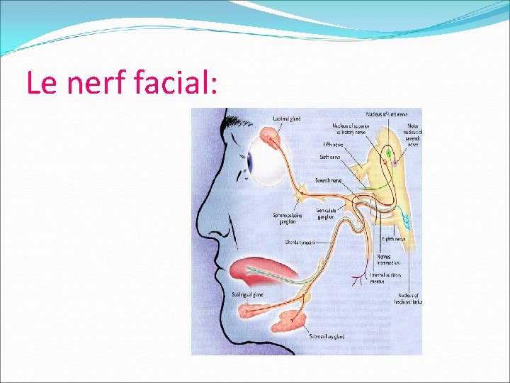 Le nerf facial: 