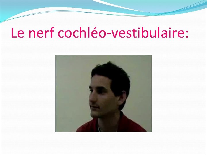 Le nerf cochléo-vestibulaire: 