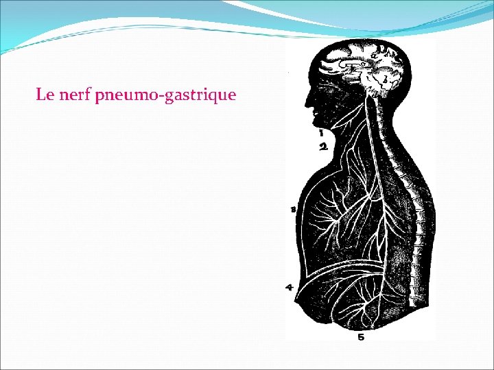 Le nerf pneumo-gastrique 