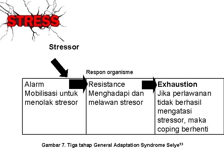 Stressor Respon organisme Alarm Mobilisasi untuk menolak stresor Resistance Menghadapi dan melawan stresor Exhaustion