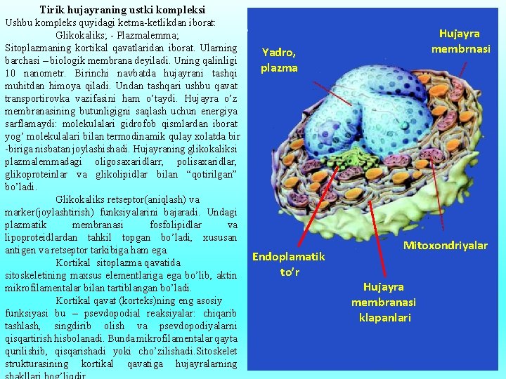 Tirik hujayraning ustki kompleksi Ushbu kompleks quyidagi ketma-ketlikdan iborat: Glikokaliks; - Plazmalemma; Sitoplazmaning kortikal