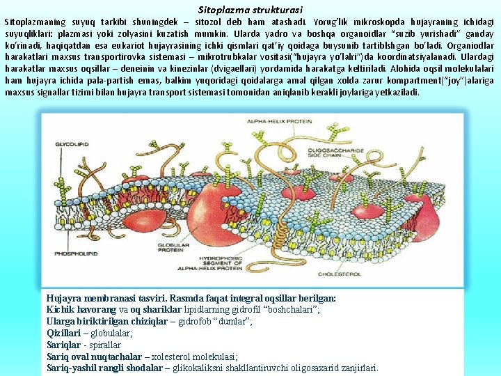 Sitoplazma strukturasi Sitoplazmaning suyuq tarkibi shuningdek – sitozol deb ham atashadi. Yorug’lik mikroskopda hujayraning