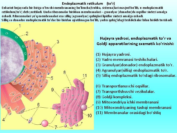 Endoplazmatik retikulum (to’r) Eukariot hujayrada bir-biriga o’tuvchi membrananing bo’limcha(trubka, sisterna)lari mavjud bo’lib, u endoplazmatik