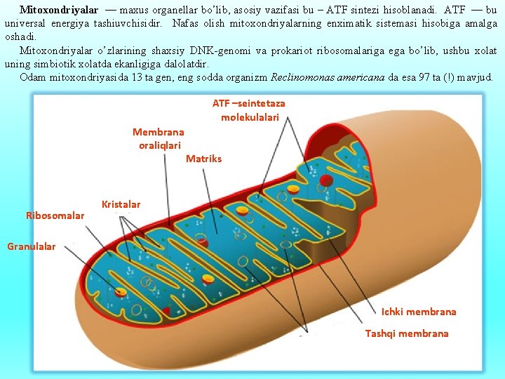 Mitoxondriyalar — maxus organellar bo’lib, asosiy vazifasi bu – ATF sintezi hisoblanadi. ATF —