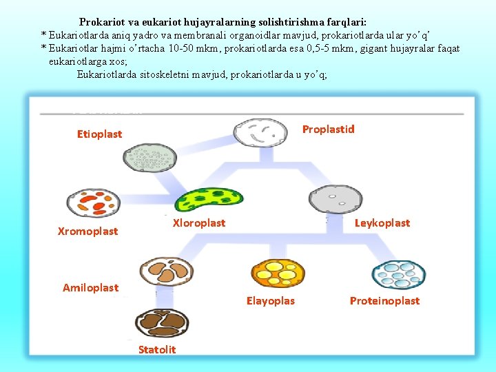  Prokariot va eukariot hujayralarning solishtirishma farqlari: * Eukariotlarda aniq yadro va membranali organoidlar