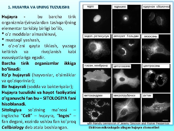 1. HUJAYRA VA UNING TUZULISHI: Hujayra bu barcha tirik organizmlar(viruslardan tashqari)ning elementar tarkibiy birligi