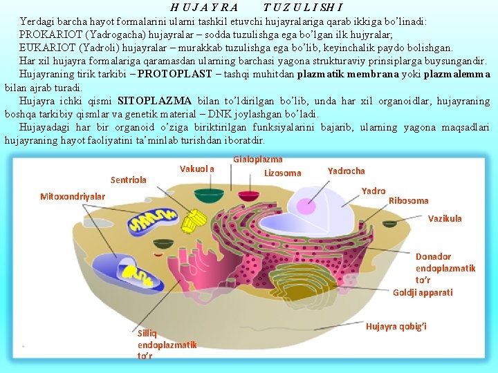 HUJAYRA T U Z U L I SH I Yerdagi barcha hayot formalarini ularni