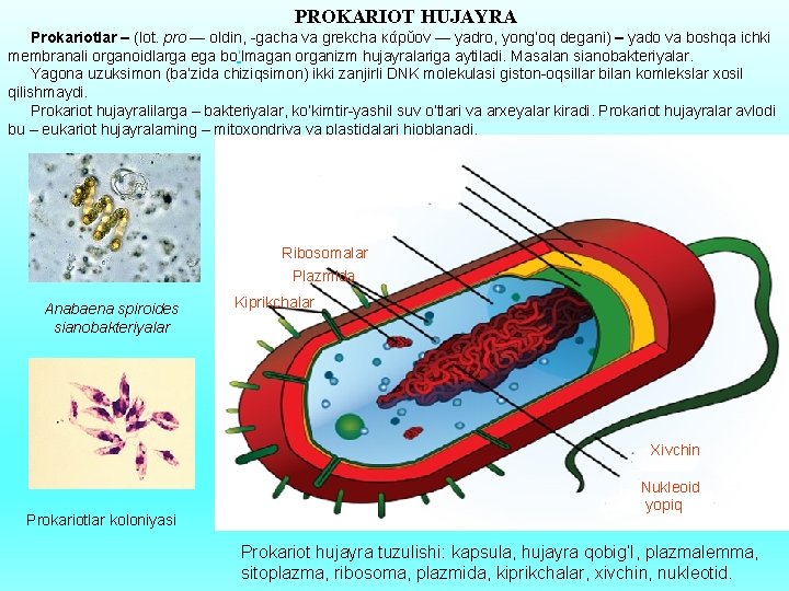 PROKARIOT HUJAYRA Prokariotlar – (lot. pro — oldin, -gacha va grekcha κάρῠον — yadro,