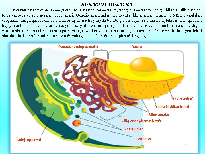 EUKARIOT HUJAYRA Eukariotlar (grekcha ευ — yaxshi, to’la va κάρῠον — yadro, yong’oq) —