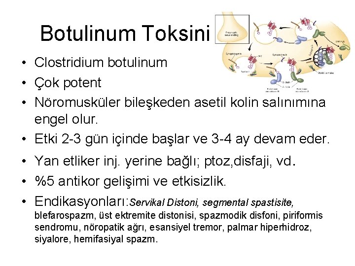  Botulinum Toksini • Clostridium botulinum • Çok potent • Nöromusküler bileşkeden asetil kolin
