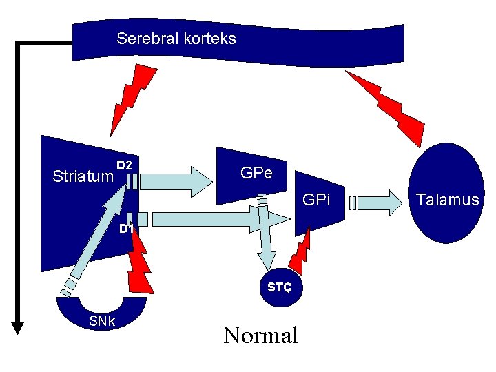 Serebral korteks STC Striatum D 2 GPe GPi D 1 STÇ SNk Normal Talamus