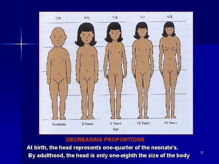 DECREASING PROPORTIONS At birth, the head represents one-quarter of the neonate’s. By adulthood, the