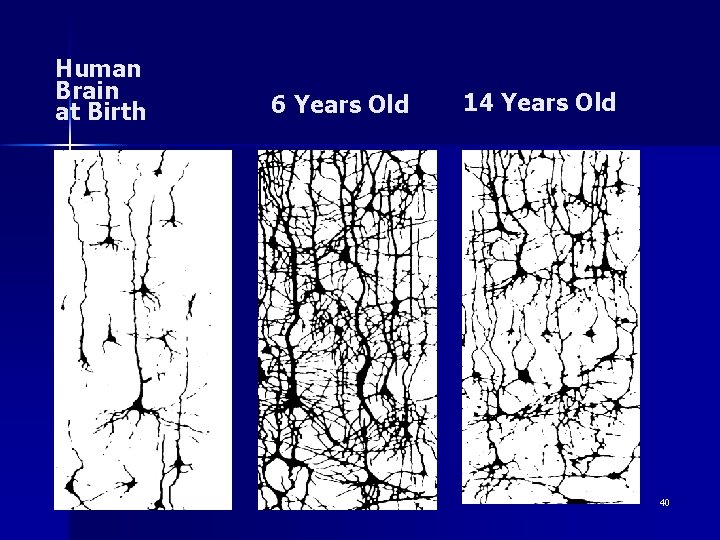 Human Brain at Birth 6 Years Old 14 Years Old 40 