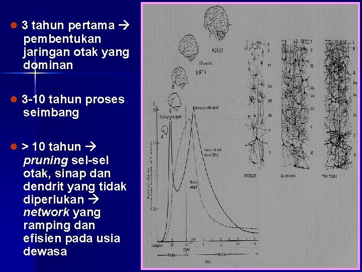 ● 3 tahun pertama pembentukan jaringan otak yang dominan ● 3 -10 tahun proses