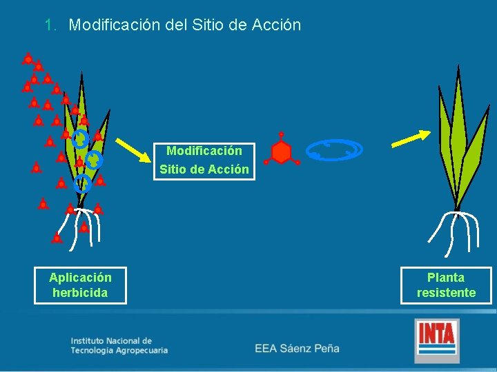 1. Modificación del Sitio de Acción Modificación Sitio de Acción Aplicación herbicida Planta resistente