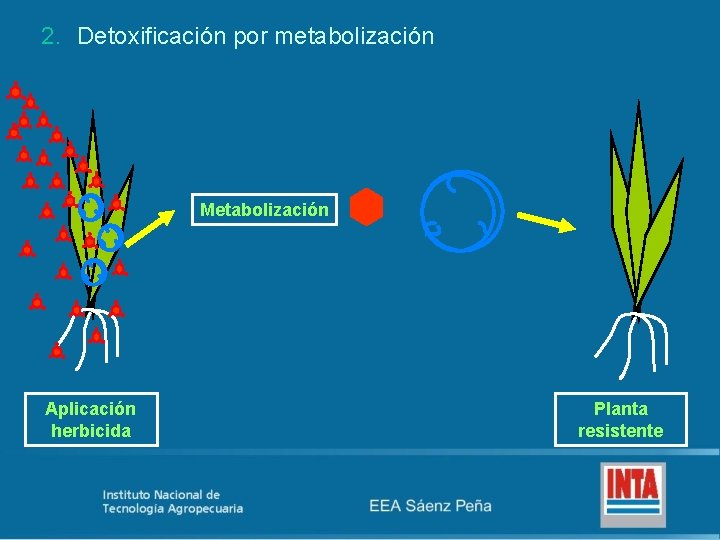 2. Detoxificación por metabolización Metabolización Aplicación herbicida Planta resistente 