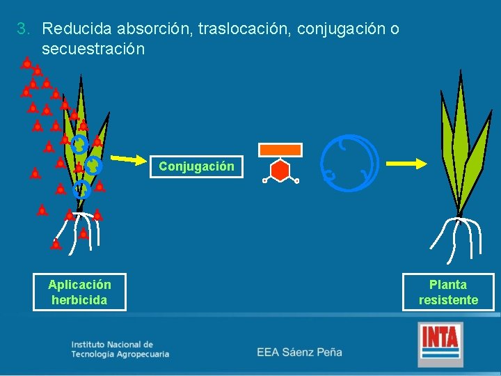 3. Reducida absorción, traslocación, conjugación o secuestración Conjugación Aplicación herbicida Planta resistente 