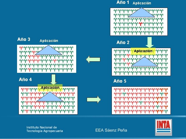 Año 1 Aplicación Año 3 Aplicación Año 4 Aplicación Año 2 Aplicación Año 5